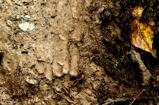 Bear Track