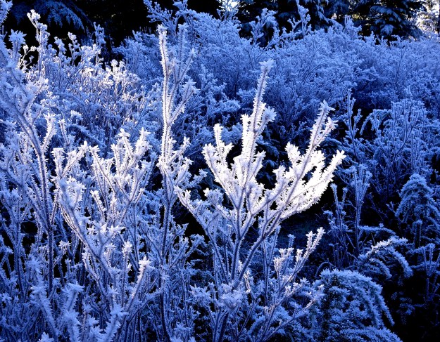 frost feathers