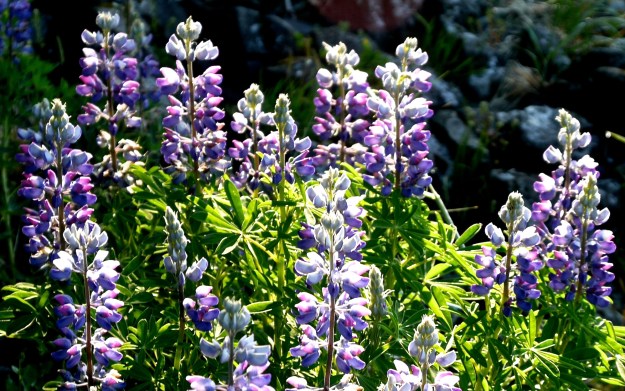 lupine