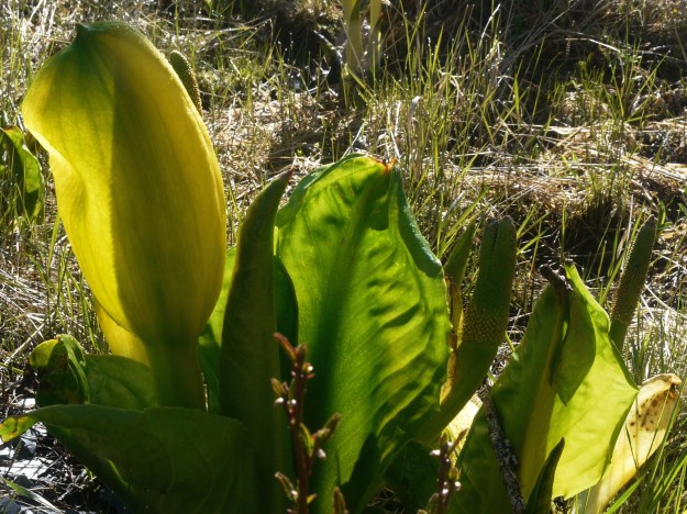 skunk cabbage