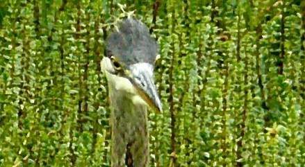 heron II