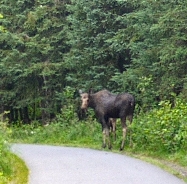 moose