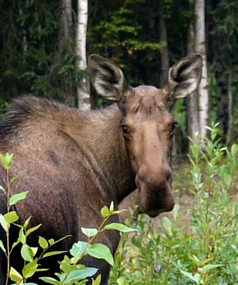 moose