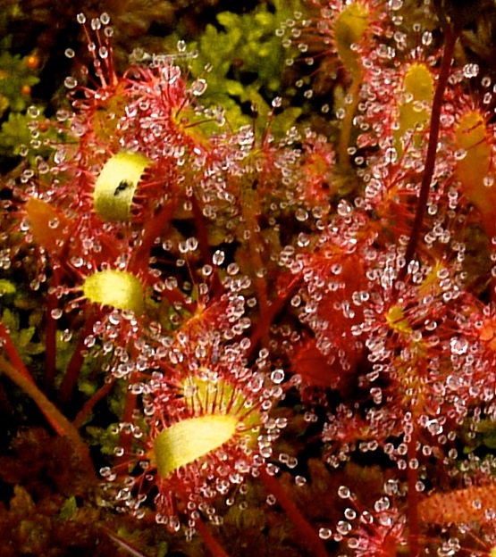 sundews
