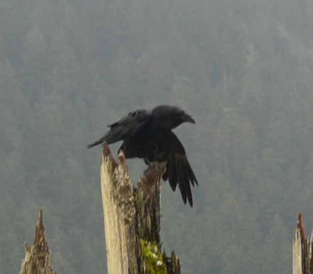 raven