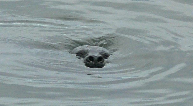seal 2
