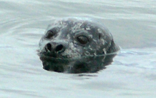 seal