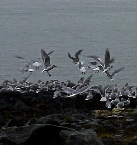 gulls