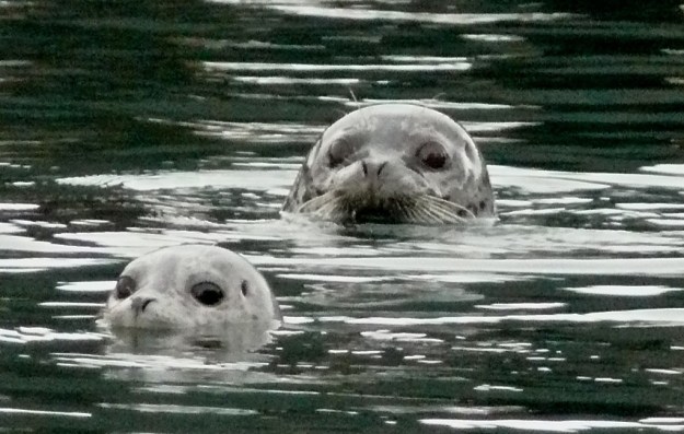 seal family