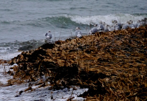gulls