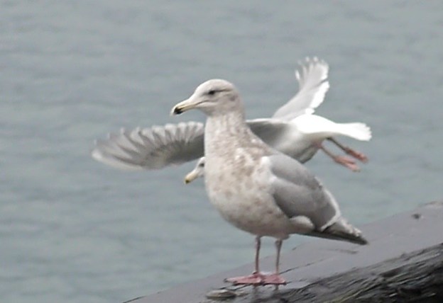 gulls