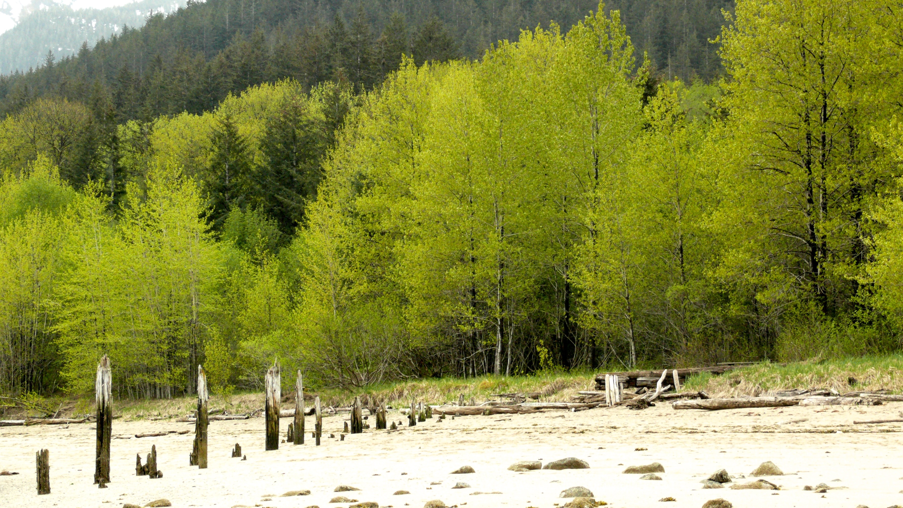 Balm of Gilead Trees | Walking with Aki